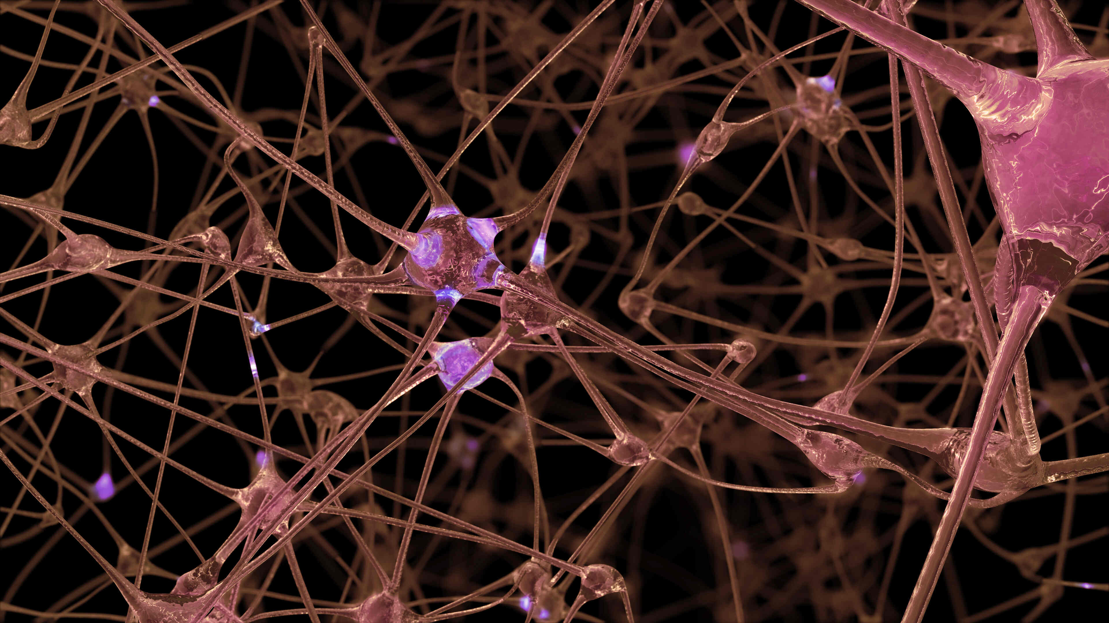 Periferik Sinir Sisteminde Bulunan Glial Hücreler