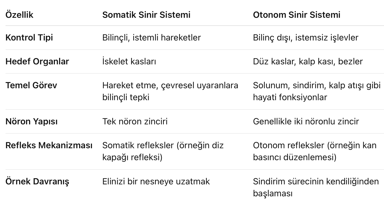 Somatik sinir sistemi
