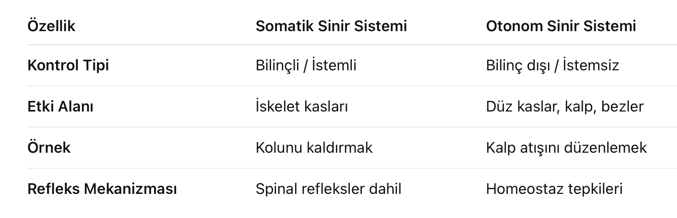 Somatik sinir sistemi karşılaştırması