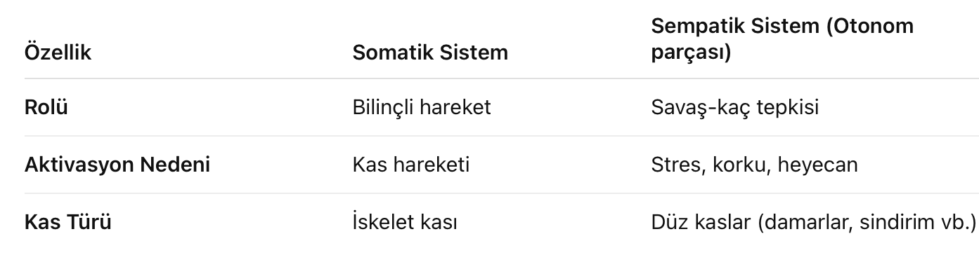 Somatik sinir sistemi