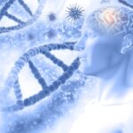 Sempatik ve parasempatik sinir sistemi